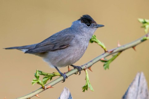 Blackcap, blackcap, blackcap, Sylvia atricapilla, birds, garden, garden fence, male, passeri,