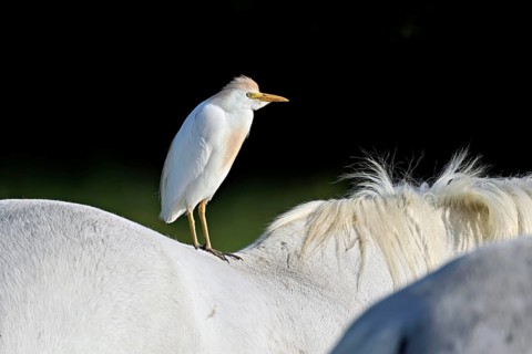 Cattle egret (Bubulcus ibis), standing on the back of a Camargue horse, Camargue, southern France,