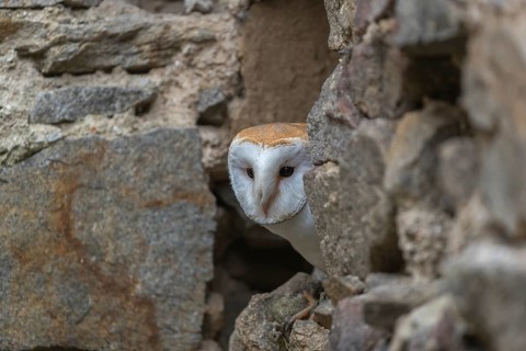 One barn owl (Tyto alba) sitting in a hole in a wall of a ruin of a monastery