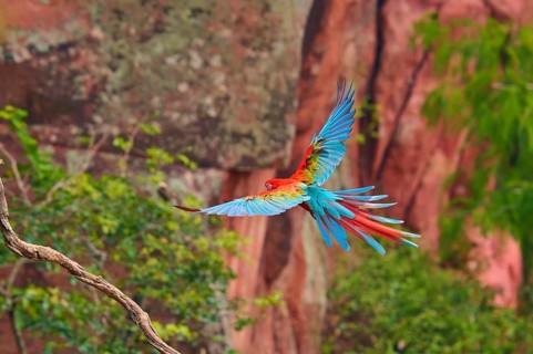 A parrot flies in front of a picturesque rocky landscape with bright plumage, Green-winged Macaw,