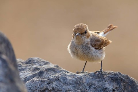 Arabian wheatear, Arabian wheatear, (Oenanthe lugentoide, Middle East, Oman, Jabal Samhan, Salalah,