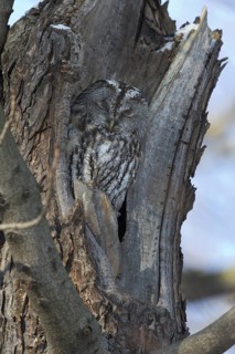 Tawny Owl (Strix aluco), Saxony, Germany