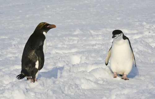 Macaroni Penguin (Eudyptes chrysolophus), Antarctica