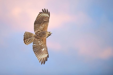 Red-shouldered Hawk (Buteo lineatus) flying, Texas, USA