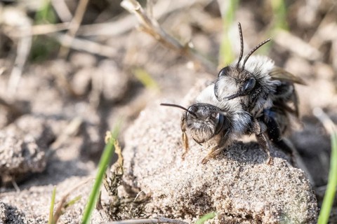 Ashy Mining Bee (Andrena cineraria), mating, Emsland, Lower Saxony, Germany