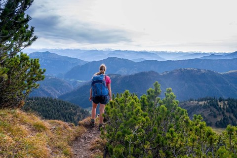 Mountaineer on a hiking trail between mountain pines, Schindergebirge, Bavarian Prealps, Mangfall