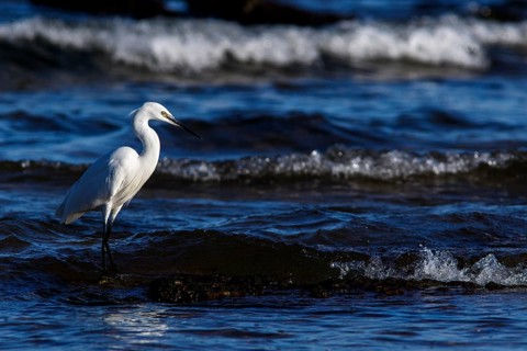Little Egret (Egretta garzetta) on shore, Asturias, Spain
