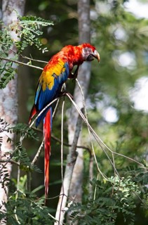 Scarlet macaw (Ara macao), parrot in the archaeological site of Copán, ruined Mayan city in the