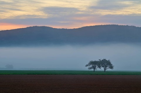 Foggy morning landscape with green meadows, apple trees and rolling hills at sunrise, spring,