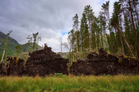 Fallen trees with exposed roots in thick forest under cloudy sky, Loch Etive, Argyll and Bute,