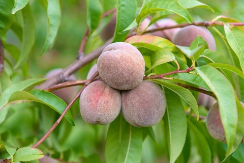 Peach (Prunus persica 'Roter Weinbergpfirsich'), LVG Erfurt, Federal Republic of Germany