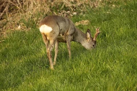 Roe deer (Capreolus capreolus) six-antlered buck in winter coat foraging in a meadow, Lower