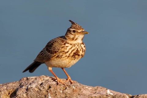 Crested Lark (Galerida cristata), Greece