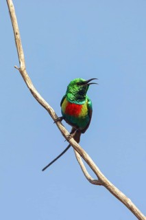Fairy Sunbird, (Cinnyris pulchellus), family of sunbirds, Farasutu area, Farasutu, South Bank,