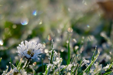 Daisies with hoarfrost and beautiful bokeh in a meadow, winter, Germany