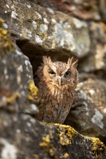 Tropical Screech Owl (Megascops choliba) captive, juvenile, Germany