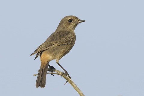 Pied Bush Chat (Saxicola caprata) female, Goa, India