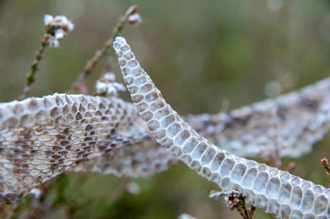 European adder, European viper, venomous snake, vipera berus, critters, poisonous, skin, molting,