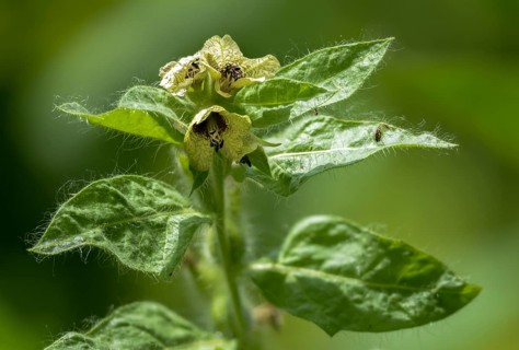 Hyoscyamus niger, solanaceae, black henbane, plants, stinking nightshade