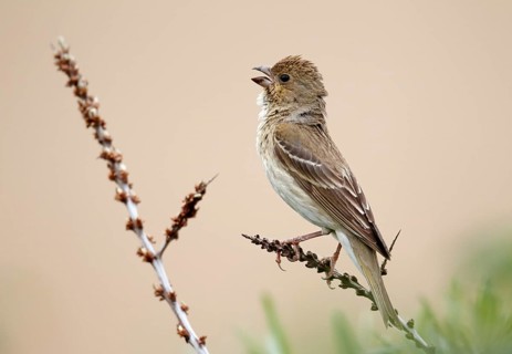 Common Rosefinch (Carpodacus erythrinus) male singing, Mecklenburg-Western Pomerania, Germany