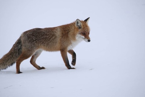 Red fox (Vulpes vulpes) listening for mice in a snow-covered meadow, Allgäu, Bavaria, Germany,
