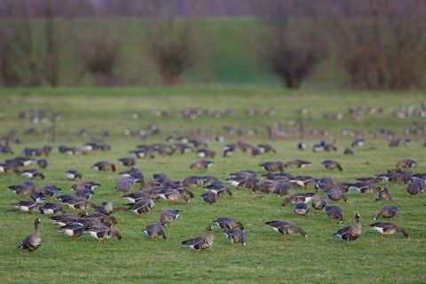 Greater White-fronted Goose (Anser albifrons), North Rhine-Westphalia, Germany