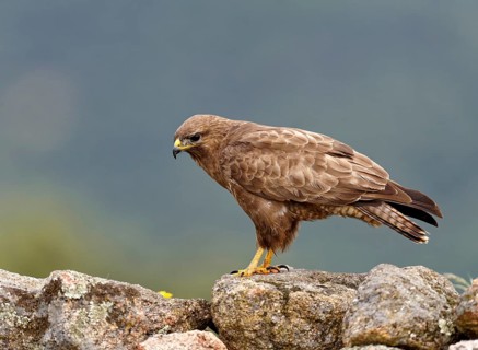 Common buzzard (Buteo buteo), portrait, Castilla-La Mancha, Spain