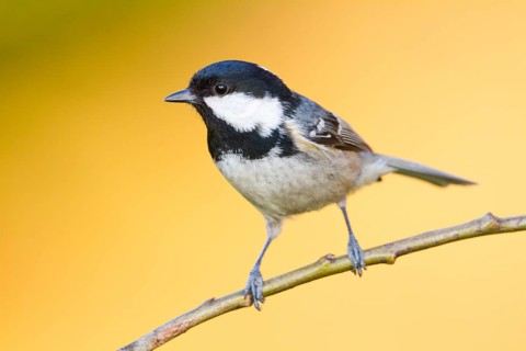 Coal Tit (Periparus ater) perched on a branch, Baden-Wuerttemberg, Germany