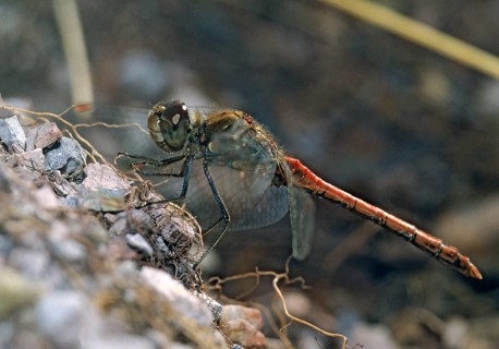 Common darter, large heather, sympetrum striolatum, anisoptera, damselflies, dragonflies, insects,