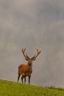 One strong Red Deer stag (Cervus elaphus) standing on a green meadow. Dense fog in the background
