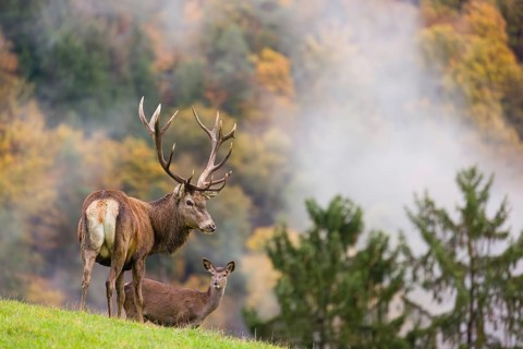 A red deer stag (Cervus elaphus) and a hind are standing in a meadow in hilly terrain. A forest