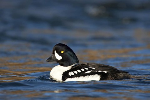 Barrow's Goldeneye (Bucephala islandica) male, Myvatn, Iceland