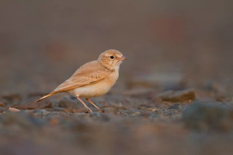 Bar-tailed Desert Lark - Sandlerche - Ammomanes cincturus, Marokko, adult