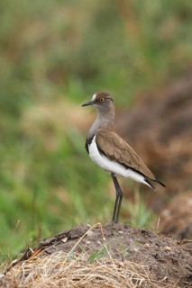 Black-winged Lapwing, Vanellus melanopterus, Uganda, Lake Victoria NP