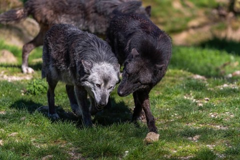 Social behaviour. Three Timberwolf, Canis lupus lycaon, greeting each other, standing in an opening