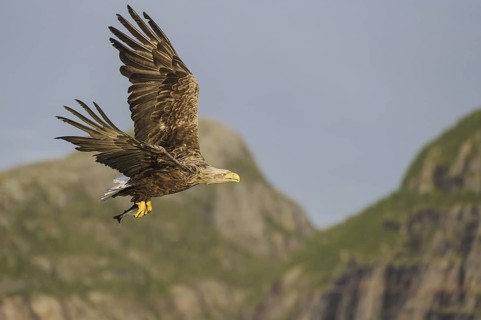 White-tailed Eagle (Haliaeetus albicilla) flying, Nord-Trondelag, Norway