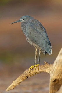 Bellied Heron, (Egretta ardesiaca), standing on a branch looking for prey, Gambia, Africa,