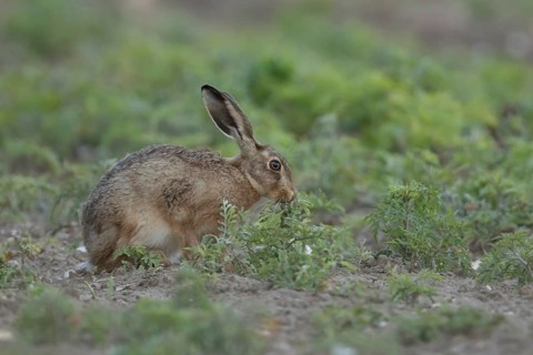 European brown hare (Lepus europaeus) adult animal feeding in a farmland cereal field in summer,