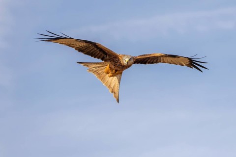 Red kite (Milvus milvus), in flight, Catalonia, Spain