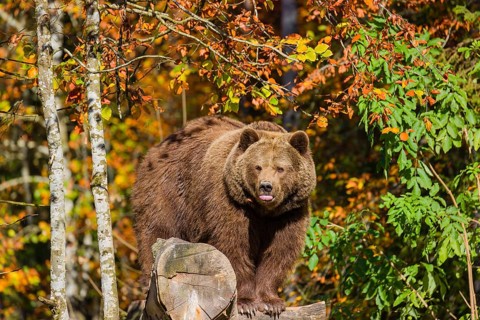A female eurasian brown bear (Ursus arctos arctos) rests on a log lying at a forest edge in late