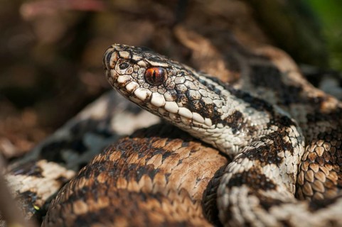 European adder, European viper, venomous snake, vipera berus, critters, poisonous reptiles, male,