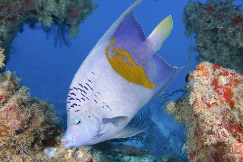 Arabian angelfish (Pomacanthus maculosus)
