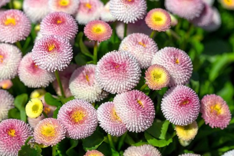 Flowering daisies (Bellis perennis), Baden-Württemberg, Germany