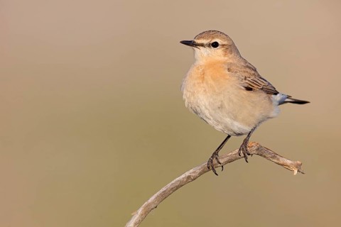 Isabelline Wheatear, (Oenanthe isabellina), biotope, habitat, foraging, animals, birds, songbird,