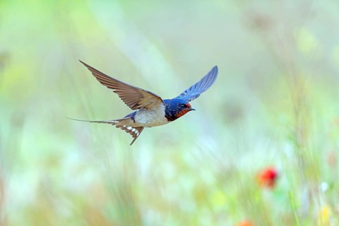 Animals, Bird, Songbird, Barn Swallow, (Hirundo rustica), Swallow family, Lesbos Island, Lesbos,