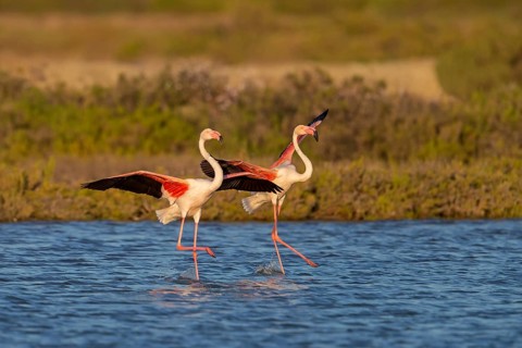 Rosaflamingo, Greater Flamingo, Phoenicopterus ruber, Phoenicopterus roseus, Flamant rose, Flamenco