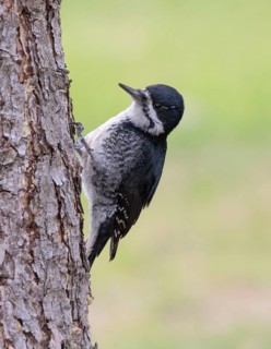 A female Black-backed Woodpecker, Picoides arcticus, perched on a pine tree in Saskatoon,