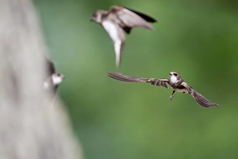 Sand martins (Riparia riparia), in flight, Reussegg nature reserve, Canton Aargau, Switzerland
