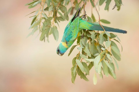Australian Ringneck (Barnardius zonarius macgillivrayi), Queensland, Australia