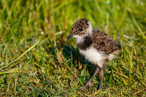 Northern Lapwing (Vanellus vanellus) chick, Netherlands